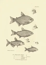 Zoology: representation of fish 