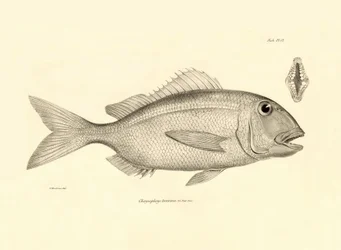 Zoology: representation of the fish Chrysophrys taurina described by Charles Darwin on his voyage aboard the Beagle. Plate from The zoology of the voyage of H.M.S. Beagle under the command of Captain Fitzroy during the years 1832-1836