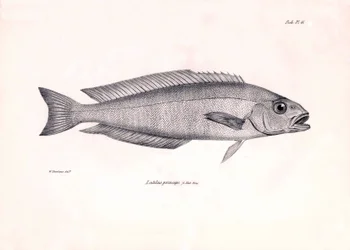 Zoology: representation of the fish Latilus princeps described by Charles Darwin during his voyage aboard the Beagle. Plate from The zoology of the voyage of H.M.S. Beagle under the command of Captain Fitzroy during the years 1832-1836