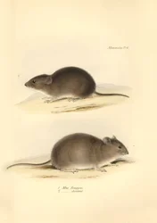 Zoology: the Mus Renggeri and the Mus obscurus (rats) described by Charles Darwin during his exploration journey aboard the Beagle. Plate from The Zoology of the voyage of H.M.S. Beagle under the command of Captain Fitzroy during the years 1832 to 1836