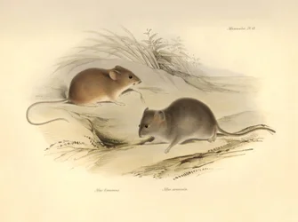Zoology: the Mus flavescens and Mus arenicola (rats) described by Charles Darwin during his exploration journey aboard the Beagle. Plate from The Zoology of the voyage of H.M.S. Beagle under the command of Captain Fitzroy during the years 1832 to 1836