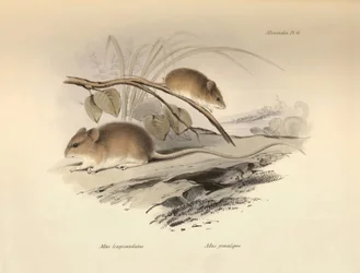 Zoology: the Mus longicaudatus and Mus gracilipes (mouse) described by Charles Darwin during his exploration journey aboard the Beagle. Plate from The Zoology of the voyage of H.M.S. Beagle under the command of Captain Fitzroy during the years 1832