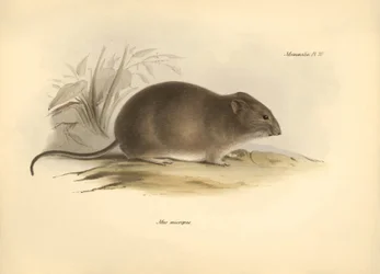 Zoology: the 