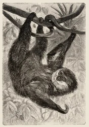 Zoology: Unau or Lazy Described and Illustrated by Carlo Vogt and Federico Specht in 