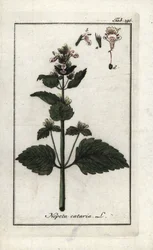 Catary or cat mint (Nepeta cataria). Lithograph from “Afbeelding der Artseny-Gewassen” by Johannes Zorn (1739-1799), Netherlands