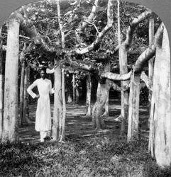Among the roots of a banyan tree, Calcutta, India