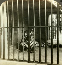 Captured man-eating tiger blamed for 200 deaths, Calcutta, India, c1903