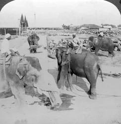 Elephants Working in a Timber Yard, India