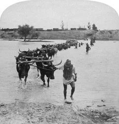 Fording the Modder River, Boer War, South Africa