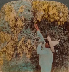 Gathering Luscious Fruit from a Heavily Laden Mango Tree, Cuernavaca, Mexico, 1907