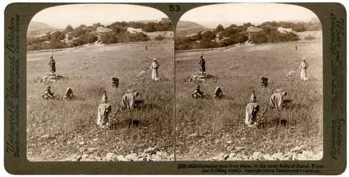 Gathering tares from wheat in the stony fields of Bethel Baytin, Palestine, 1900