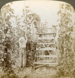 In the Rich Hop District, Training the Vines, White River Valley, Washington, USA