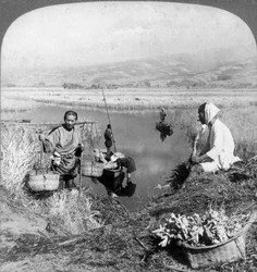 Men Gathering Rushes Near Suzukawa, Fujiyama, Japan