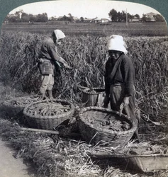 Peasants Cutting Millet, Near Yokohama, Japan