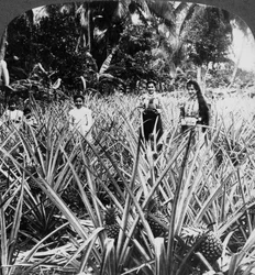 Pineapple fields, Mayaguez, Puerto Rico