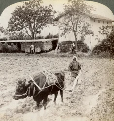 Ploughing Flooded Ground for Rice Planting, North of the Main Road at Uji, Near Kyoto, Japan, 1904