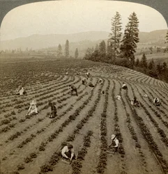 Strawberry picking, Cedar Creek Farm, Hood River Valley, Oregon, USA