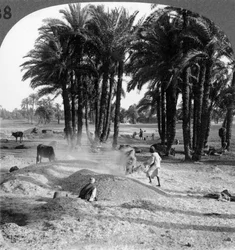 The Winnowing of the Grain after Threshing, Egypt