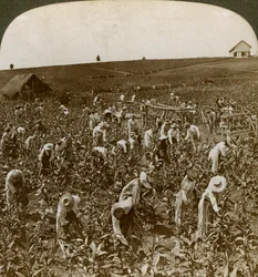 Tobacco field, Montpelier, Jamaica, 1900