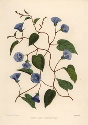 Clustervine, Jacquemontia Pentanthos
