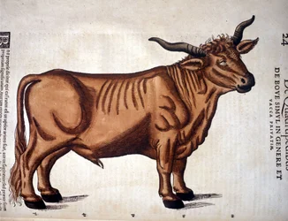 A bovine from the "Historia Animalium" of Conrad Gessner, Tiguri 1560. Biblioteca Nazionale Braidense, Milan.