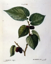 A Black Mulberry and Its Fruits: Botanical Board of the 19th Century