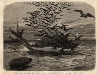 A cosmopolitan sailboat, the fastest fish in the world, thanks to its sail-shaped fin on its back, faulted on the shore and attacked by crows. Engraving to illustrate the story Quatre mois en Florida, by M. Pousselgue, in 1851-1852, published in le tour du
