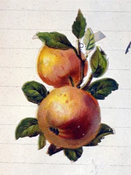 A peach