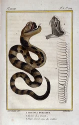A rattlesnake. Plate taken from a Natural History Treat of 