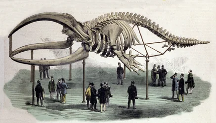 A skeleton of whales at the Royal College of Surgeons in London. 19th century engraving