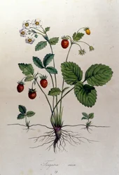 A strawberry tree and its fruits: 19th century botanical board