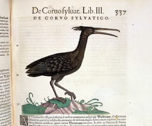 A wild raven from the Historia Animalium of Conrad Gesner, Tiguri 1560. Biblioteca Nazionale Braidense. Milan