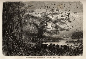 Abundance of Game on the Banks of the Zambese, Engraving to Illustrate Dr. Livingstone