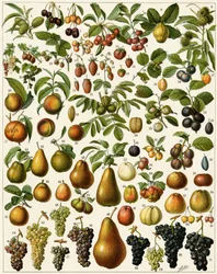 Agriculture: Botanical board representing edible fruits (cherry, raspberry, strawberry, blueberry, peach, apricot, nuts, grapes, pear, hazelnut, fig, apple, plum)
