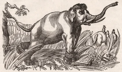An Elephant Captured in the Savanna, Africa