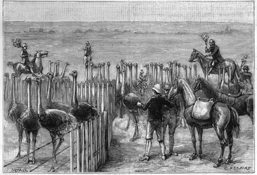 An ostrich park in Heaterton Towers in southern Africa in 1895
