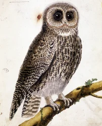 An Owl