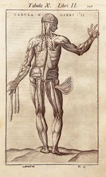 Anatomical board representing a man on the back (engraving in "Anatomia Corporis Humani" by Juan Valverde De Amusco)