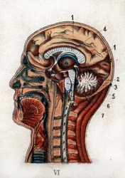 Anatomy: cross section of the human skull, section of the brain and marrow. The plate represents the brain, the cerebellum with the tree of life, and the medulla oblongata giving rise to the spinal cord. "The New Natural Medication" by F. E. Bilz. 1898.