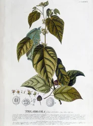 Arbroma Tea Plant - Botanical Board