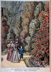 At the Garden of Acclimatization: the camellia greenhouse - in “Le Petit Journal”