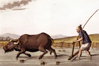 Away de ploourer le champs de riz avec un ox - in Le costume ancien et moderne by J. Ferrario, ed. Milan