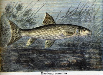 Barbeau Commun