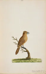 Bird, possibly a species of Flycatcher. Not yet identified, perhaps a type of long-tailed Silky-Flycatcher, 