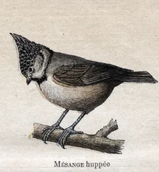 Birds Useful to Agriculture: Cupped Chickadee