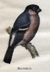 Birds Useful to Agriculture: Bullfinch
