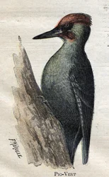 Birds Useful to Agriculture: Green Woodpecker