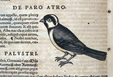 Black bird in Historia Animalium by Conrad Gesner (1516 - 1565), Tiguri
