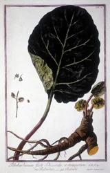 Botanical Board: Leaf and Roots of Rhubarb. 19th Century Herbarium