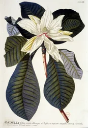 Botanical Board: Magnolia, Flower and Branch